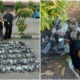 Johor Local Gov't Thought They Shot 100 Crows, But They Killed Pigeons Instead! - WORLD OF BUZZ 1