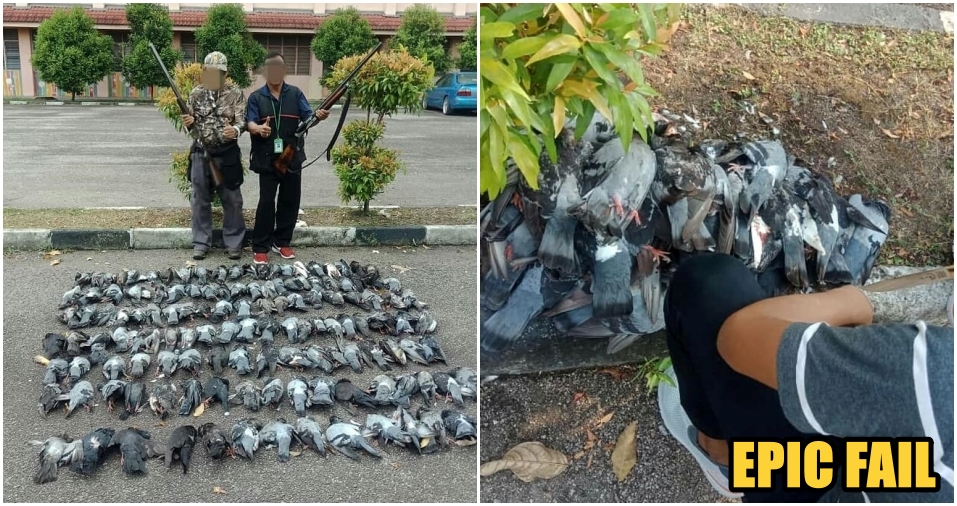 Johor Local Gov't Thought They Shot 100 Crows, But They Killed Pigeons Instead! - WORLD OF BUZZ 1