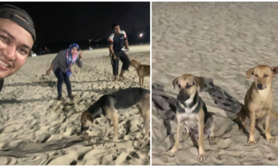 Kind Muslims Feed Stray Dogs During Picnic at PD Beach Although They Cannot Touch Them - WORLD OF BUZZ 7