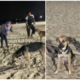Kind Muslims Feed Stray Dogs During Picnic at PD Beach Although They Cannot Touch Them - WORLD OF BUZZ 7