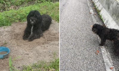 Loyal Doggo Walks 21km & Waits At Same Spot Where Former Owner Abandoned Him - WORLD OF BUZZ 9