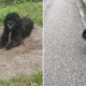 Loyal Doggo Walks 21km & Waits At Same Spot Where Former Owner Abandoned Him - WORLD OF BUZZ 9