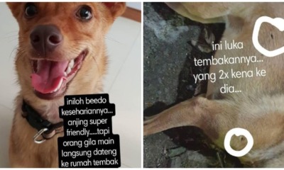 Man Shot Dog To Death With An Air Rifle As It Made His Wife And Child Falling Off Their Bike - WORLD OF BUZZ