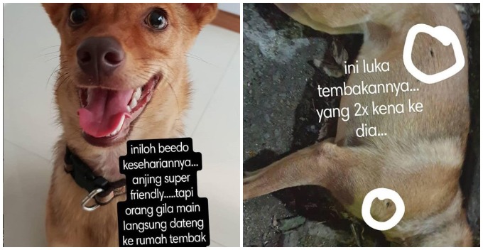 Man Shot Dog To Death With An Air Rifle As It Made His Wife And Child Falling Off Their Bike - WORLD OF BUZZ