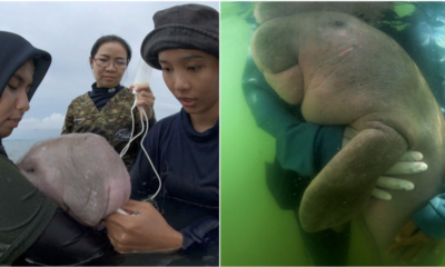 Mariam, Thailand's Beloved Baby Dugong Dies From Plastic In Her Stomach - WORLD OF BUZZ 4
