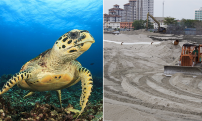 Melaka Hawksbill Turtles Might be Extinct as Their Nesting Grounds are Destroyed by Tourists and Development - WORLD OF BUZZ