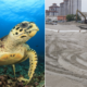 Melaka Hawksbill Turtles Might be Extinct as Their Nesting Grounds are Destroyed by Tourists and Development - WORLD OF BUZZ