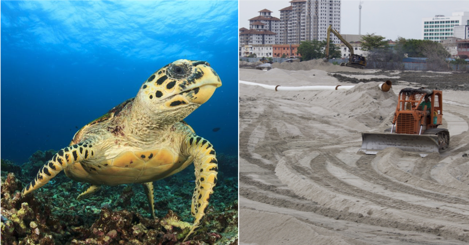 Melaka Hawksbill Turtles Might be Extinct as Their Nesting Grounds are Destroyed by Tourists and Development - WORLD OF BUZZ