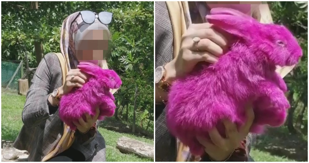 Pink rabbit - WORLD OF BUZZ 3