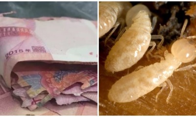 Grandma Shocked to Find RM5,900 Savings Kept in Cabinet Was Destroyed By Termites - WORLD OF BUZZ