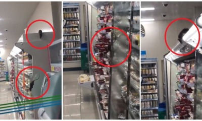 Video of Family Mart Infested With Rats Scampering Around the Outlet Goes Viral - WORLD OF BUZZ