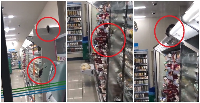 Video of Family Mart Infested With Rats Scampering Around the Outlet Goes Viral - WORLD OF BUZZ