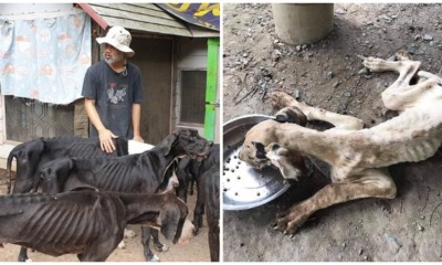 13 Severely Malnourished & Neglected Great Danes Bred For Sale Were Rescued - WORLD OF BUZZ