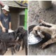 13 Severely Malnourished & Neglected Great Danes Bred For Sale Were Rescued - WORLD OF BUZZ