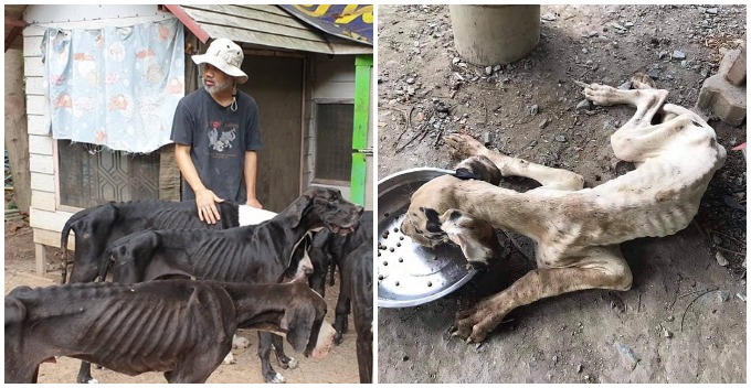 13 Severely Malnourished & Neglected Great Danes Bred For Sale Were Rescued - WORLD OF BUZZ