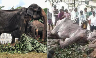 Tikiri, the 70yo Ailiing Elephant Forced to Walk i - WORLD OF BUZZ