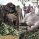 Tikiri, the 70yo Ailiing Elephant Forced to Walk i - WORLD OF BUZZ