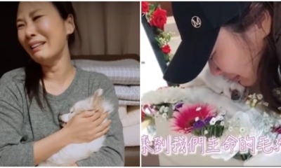 Watch: Owner Talks & Sings to 16yo Family Dog As He Was Taking His Last Breath In Heart Breaking Video - WORLD OF BUZZ