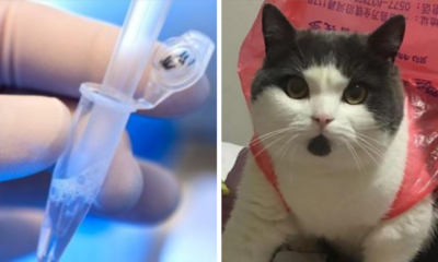 22yo Man Spends Almost RM150,00 to Clone Beloved Pet Cat That Passed Away - WORLD OF BUZZ 1