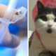 22yo Man Spends Almost RM150,00 to Clone Beloved Pet Cat That Passed Away - WORLD OF BUZZ 1