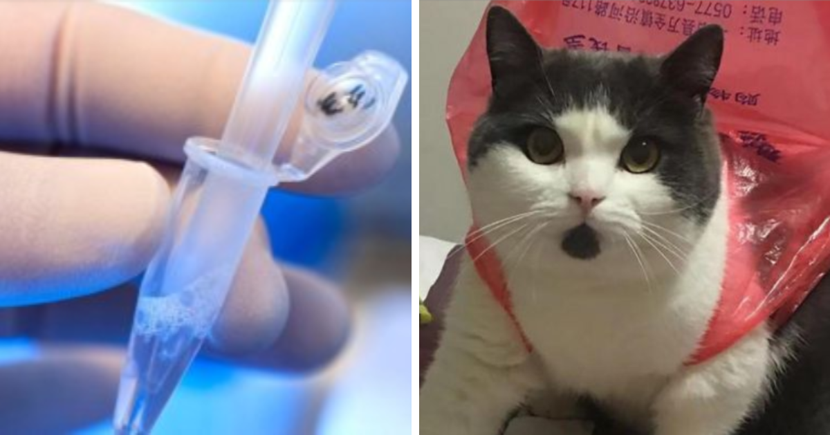 22yo Man Spends Almost RM150,00 to Clone Beloved Pet Cat That Passed Away - WORLD OF BUZZ 1