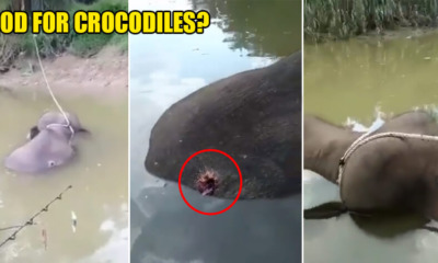 Baby Elephant in Sabah Found Dead & Tied to a Tree With Gunshot Wound in Its Back - WORLD OF BUZZ