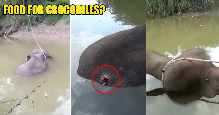 Baby Elephant in Sabah Found Dead & Tied to a Tree With Gunshot Wound in Its Back - WORLD OF BUZZ