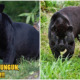 A Black Panther Was Spotted Lurking Near Residential Area In Terengganu Village - WORLD OF BUZZ 1