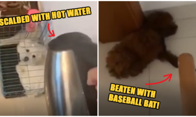 Animal Activists Seeking Out Psycho Who Videotaped Himself Scalding & Beating 2 Helpless Pups - WORLD OF BUZZ