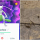 Because Of Shiny Mewtwo, He Became The Happiest Guy To Step On Dog Poop - WORLD OF BUZZ 2