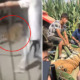 Tiger Performing at Illegal Circus Show Dies After Escaping From Its Cage, Keeper Claims Car Hit It - WORLD OF BUZZ