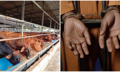 8 Thieves Caught Trying to Steal 58 COWS From Negri Sembilan Farm, 5 Get Arrested - WORLD OF BUZZ