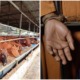 8 Thieves Caught Trying to Steal 58 COWS From Negri Sembilan Farm, 5 Get Arrested - WORLD OF BUZZ