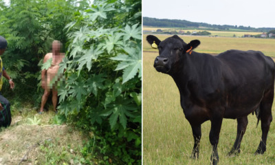 68yo Man Rapes - WORLD OF BUZZ