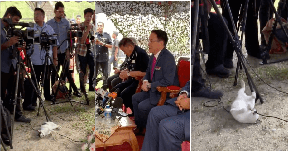 Cute Cat Stole The Limelight After Playing With Microphone Wires At A Press Conference - WORLD OF BUZZ 3