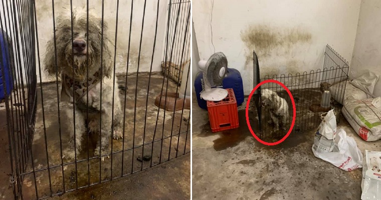 Dog Cruelly Dumped in Dirty & Dark Room After Family Decided He Wasn't Cute Anymore - WORLD OF BUZZ 7