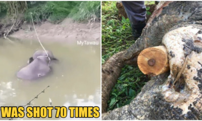 Elephant in Sabah Was Shot 70 Times Before Tusks Were Removed By Poachers - WORLD OF BUZZ 2