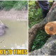 Elephant in Sabah Was Shot 70 Times Before Tusks Were Removed By Poachers - WORLD OF BUZZ 2