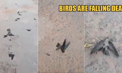 The Haze in Indonesia Is So Hazardous That Birds Are Falling Dead on the Streets - WORLD OF BUZZ