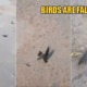 The Haze in Indonesia Is So Hazardous That Birds Are Falling Dead on the Streets - WORLD OF BUZZ