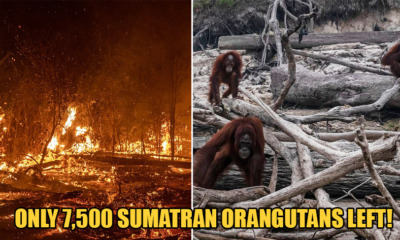 Forest Fires in Indonesia Are Leaving Endangered Sumatran Orangutans Homeless Among Ashes - WORLD OF BUZZ