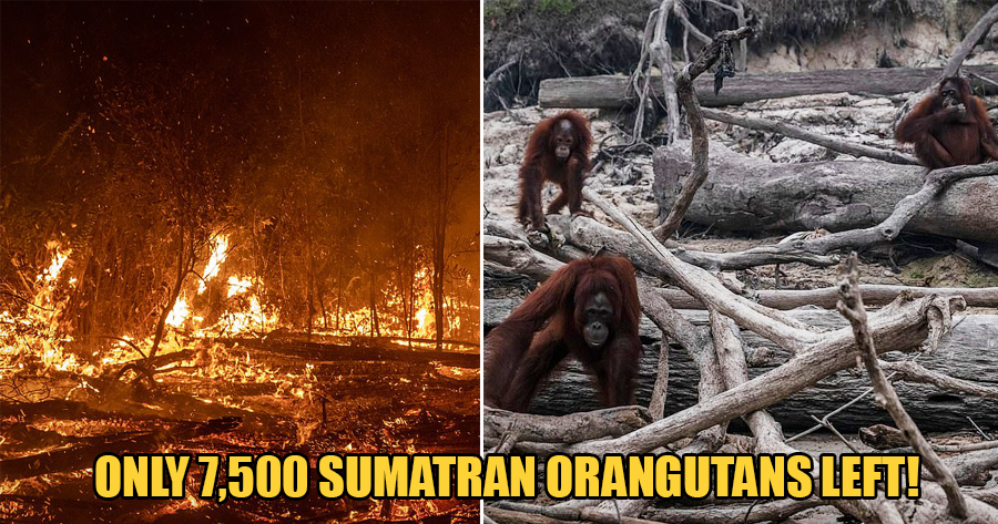 Forest Fires in Indonesia Are Leaving Endangered Sumatran Orangutans Homeless Among Ashes - WORLD OF BUZZ
