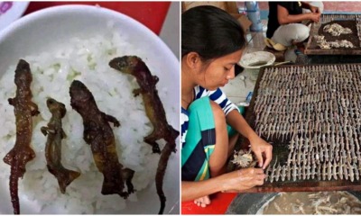 'Gecko Rice Bowls' are Hugely Popular In Vietnam, and Netizens are Grossed Out! - WORLD OF BUZZ
