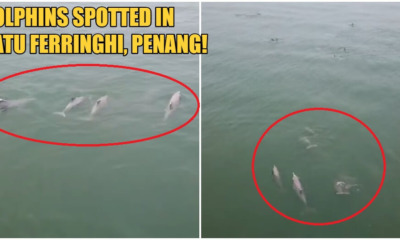 Hundreds Of Dolphins Were Spotted Swimming Merrily At The Batu Ferringhi Beach - WORLD OF BUZZ
