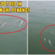 Hundreds Of Dolphins Were Spotted Swimming Merrily At The Batu Ferringhi Beach - WORLD OF BUZZ