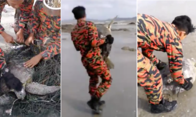 Johor's Abang Bomba Races Against Time To Save A Turtle Entangled In Ghost Net - WORLD OF BUZZ 7