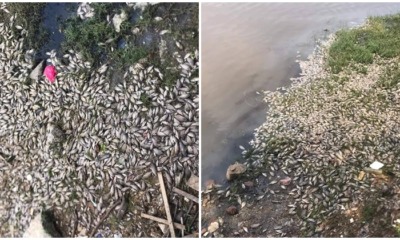Land Reclamation Projects Nearby Pantai Lido Kill Hundreds of Fish In the Area - WORLD OF BUZZ