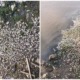 Land Reclamation Projects Nearby Pantai Lido Kill Hundreds of Fish In the Area - WORLD OF BUZZ