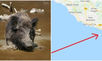 Melaka Is Now Being Invaded By A Strong Foreign Force And They Are Wild Boars?! - WORLD OF BUZZ 3
