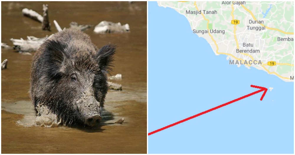 Melaka Is Now Being Invaded By A Strong Foreign Force And They Are Wild Boars?! - WORLD OF BUZZ 3